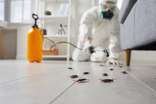 Commercial Kitchen Cockroach Control in Clinton